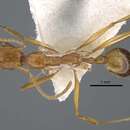 Image of Aphaenogaster dlusskyi Radchenko & Arakelian 1991