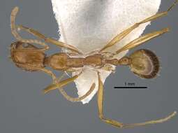 Image of Aphaenogaster dlusskyi Radchenko & Arakelian 1991