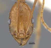 Image of Aphaenogaster dlusskyi Radchenko & Arakelian 1991