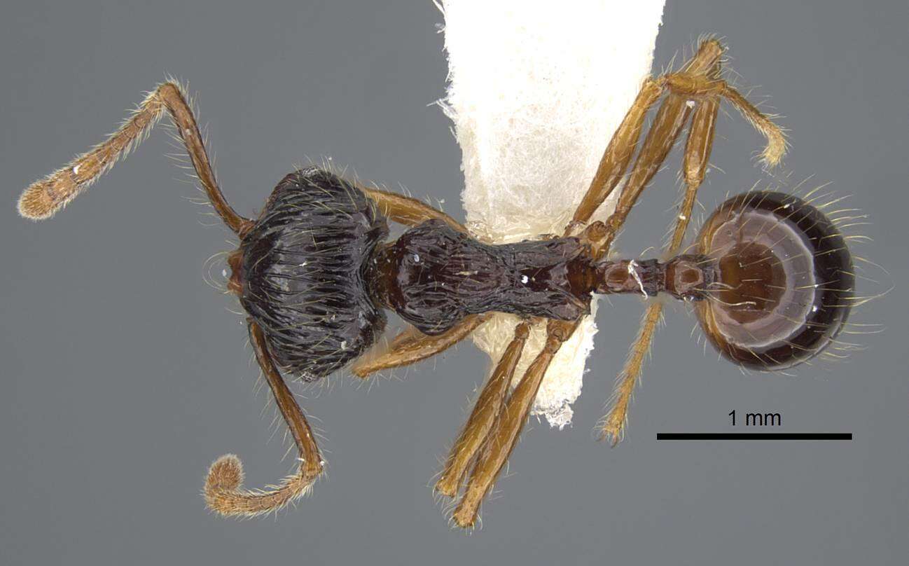 Image of Perissomyrmex monticola De Andrade 1993