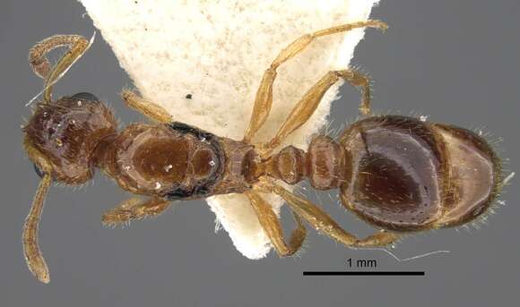 Image of <i>Tetramorium inquilinum</i> Ward, Brady, Fisher & Schultz 2014