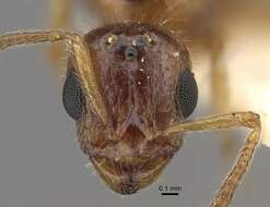 Image of <i>Tetramorium inquilinum</i> Ward, Brady, Fisher & Schultz 2014