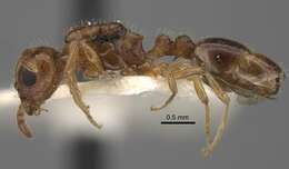 Image of <i>Tetramorium inquilinum</i> Ward, Brady, Fisher & Schultz 2014