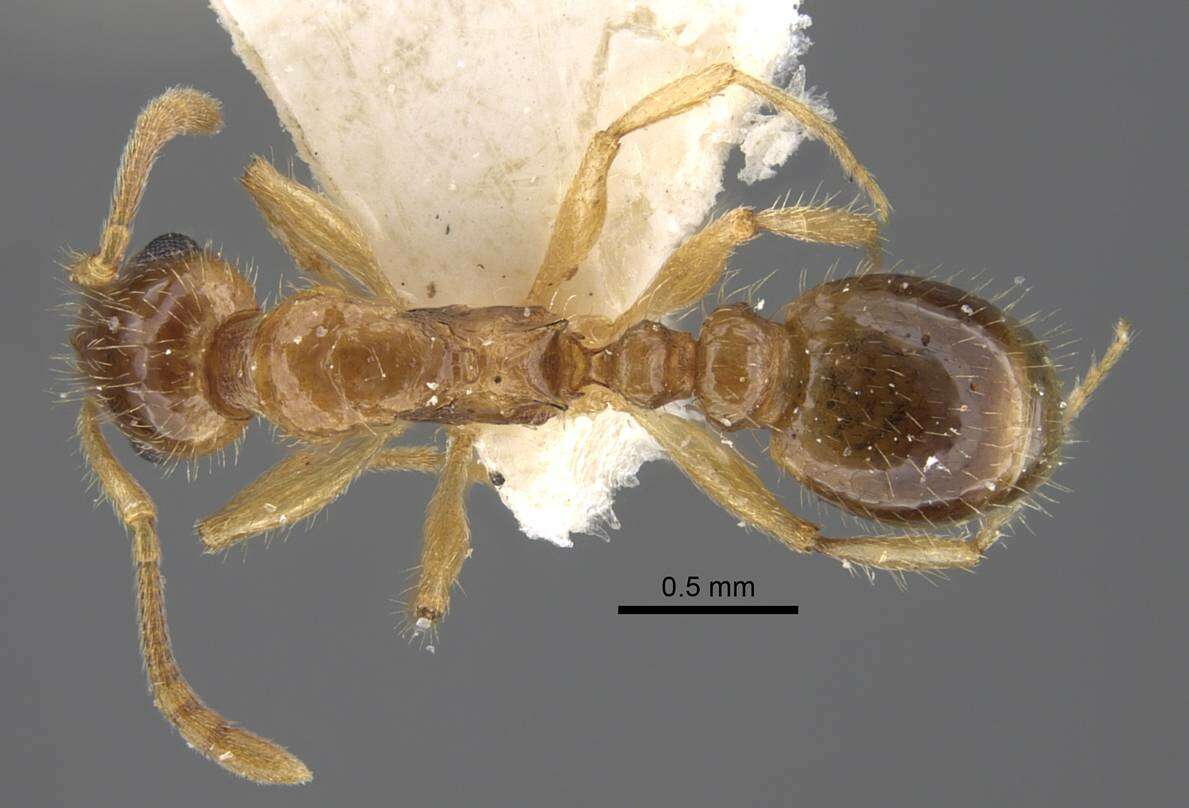 Image of <i>Tetramorium inquilinum</i> Ward, Brady, Fisher & Schultz 2014