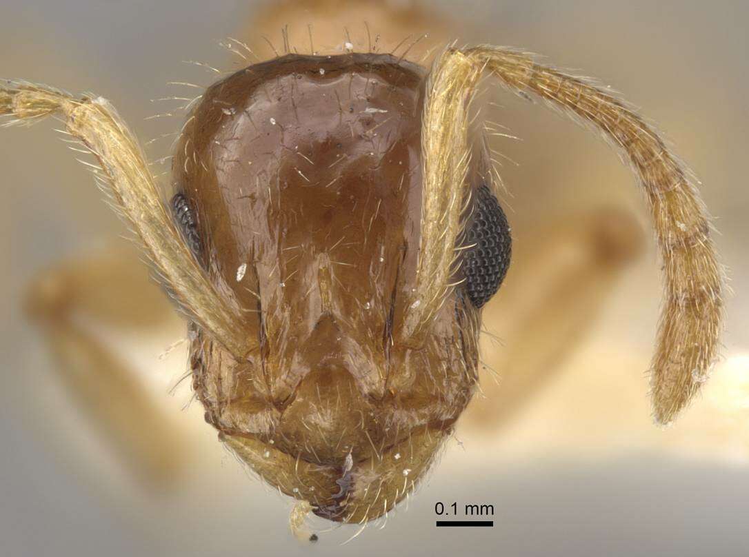 Image of <i>Tetramorium inquilinum</i> Ward, Brady, Fisher & Schultz 2014