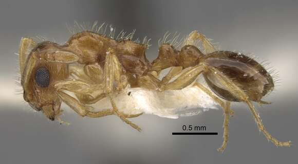 Image of <i>Tetramorium inquilinum</i> Ward, Brady, Fisher & Schultz 2014