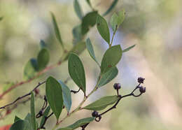 Lyonia lucida (Lam.) C. Koch resmi