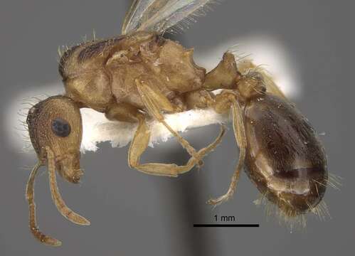 Image of Tetramorium densopilosum Radchenko & Arakelian 1990