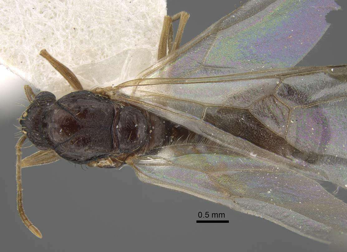 Image of Tetramorium densopilosum Radchenko & Arakelian 1990