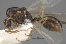 Image of Tetramorium densopilosum Radchenko & Arakelian 1990