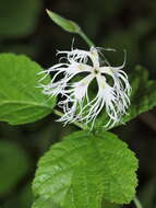 Image of fringed pink