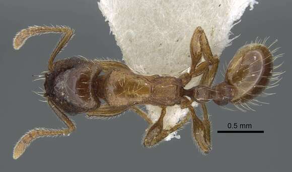 Image of Strongylognathus chelifer Radchenko 1985