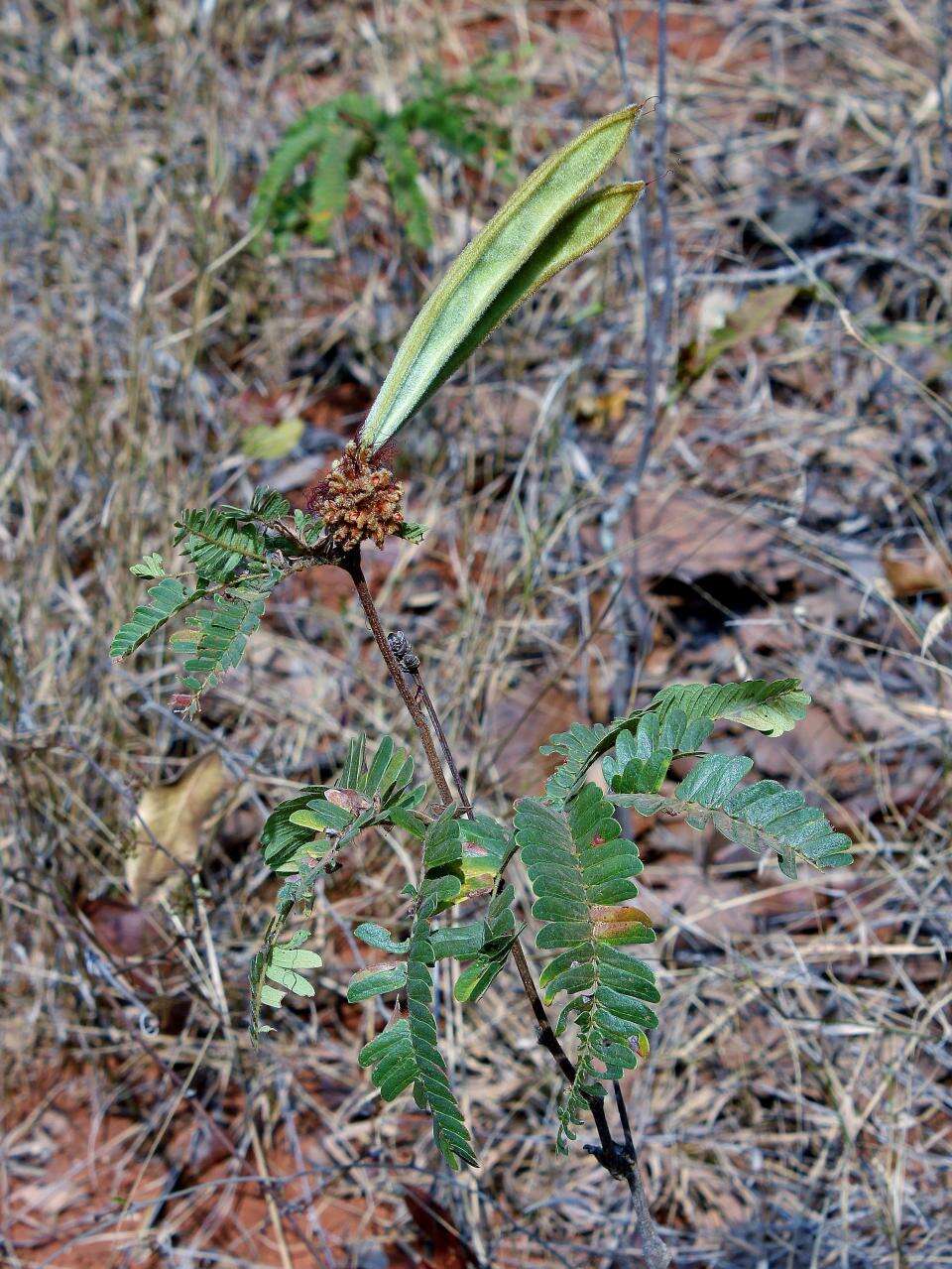 Calliandra dysantha Benth.的圖片