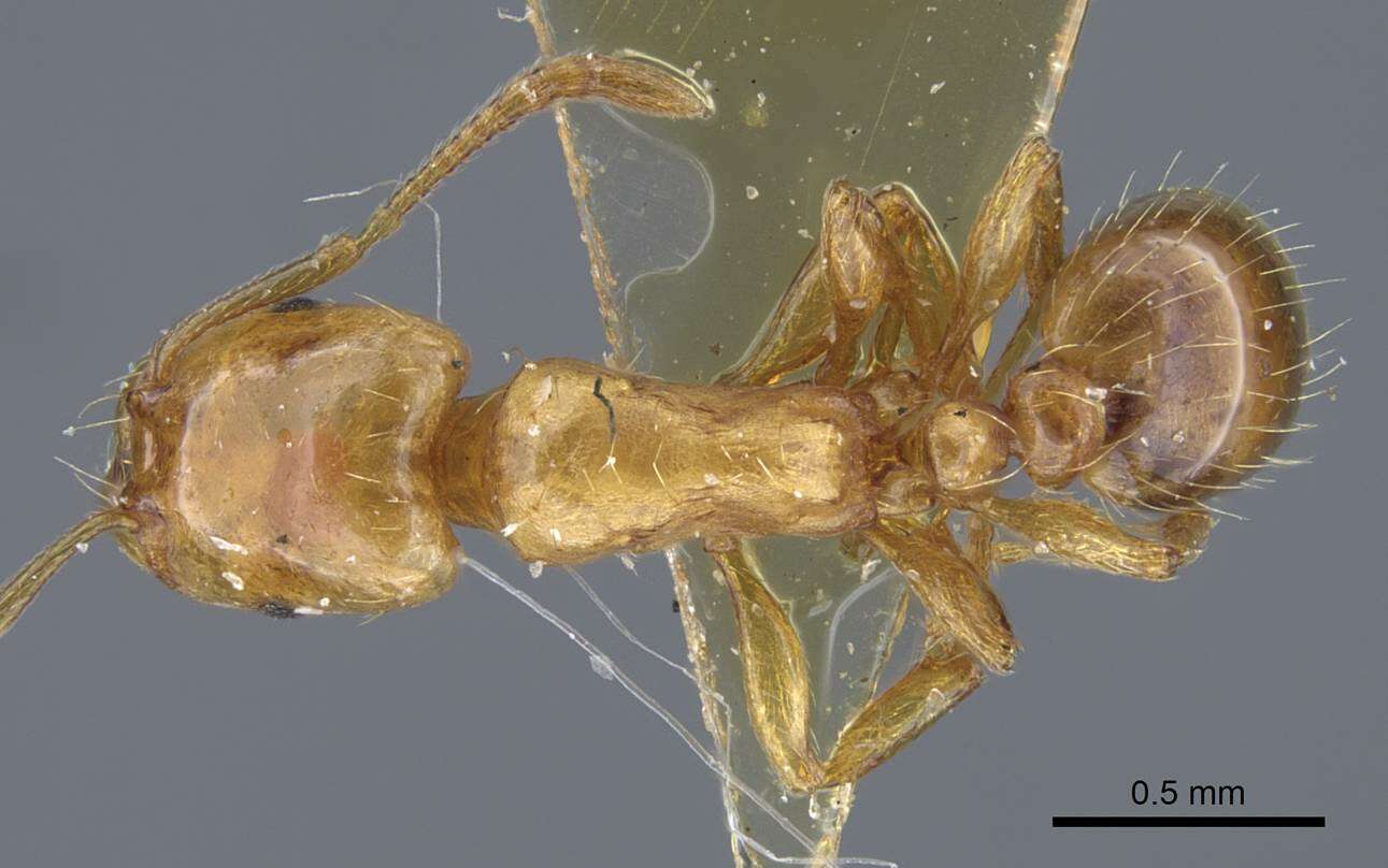 Image of Strongylognathus