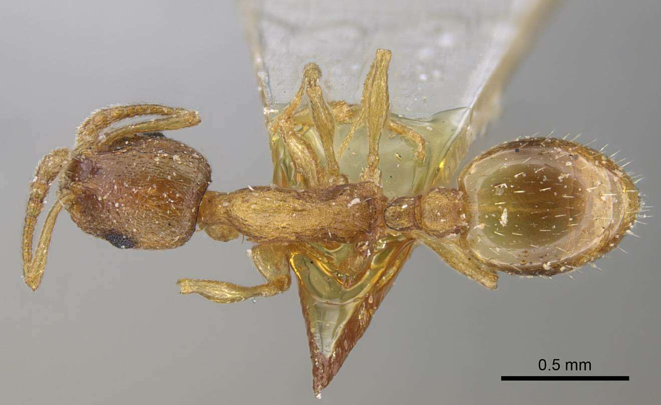 Image of Temnothorax tianschanicus