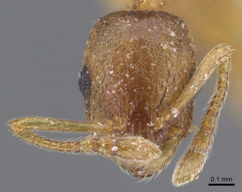 Image of Temnothorax tianschanicus