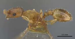 Image of Temnothorax tianschanicus