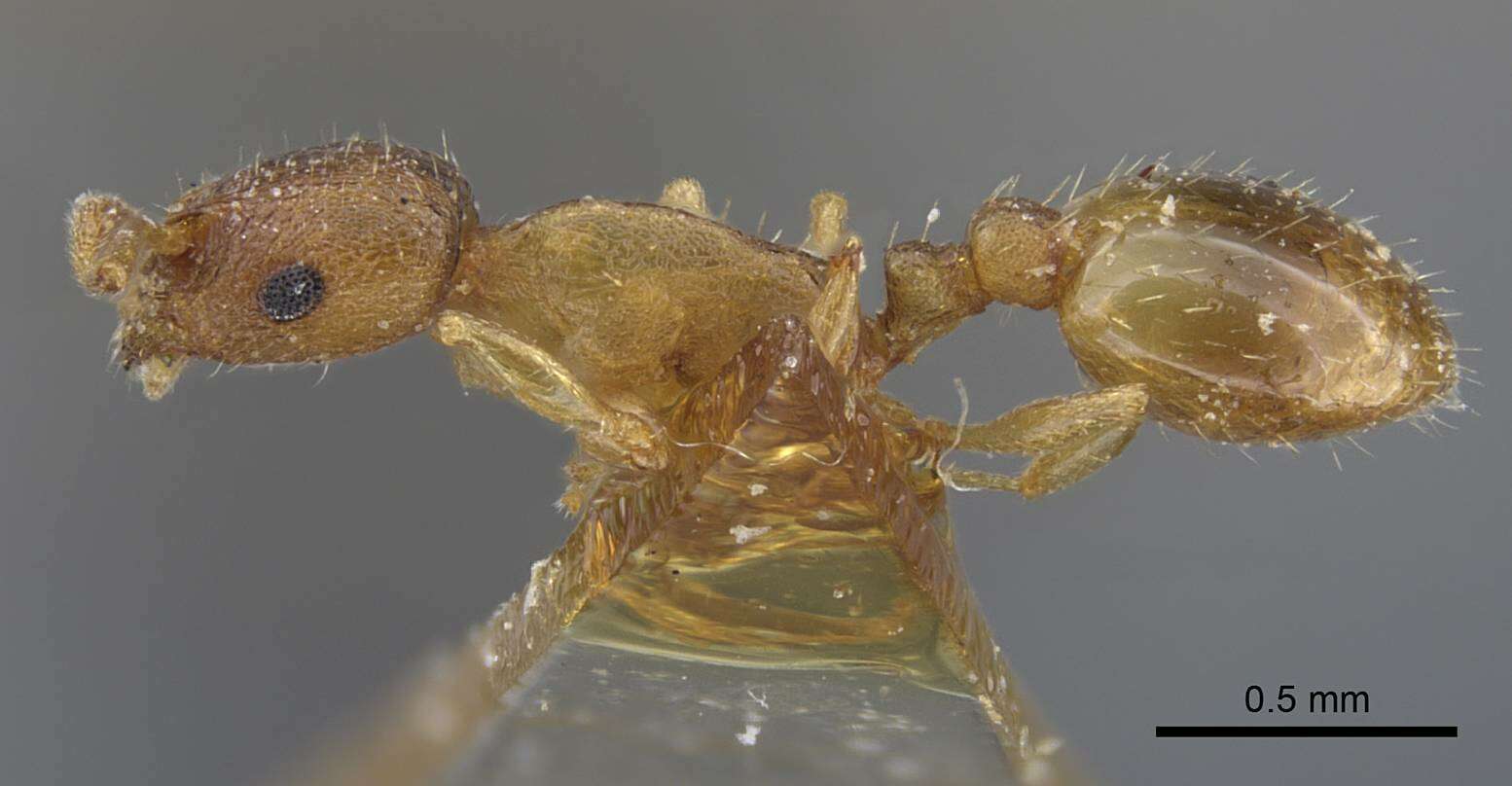 Image of Temnothorax tianschanicus