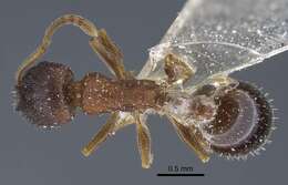 Image of <i>Temnothorax alinae</i>