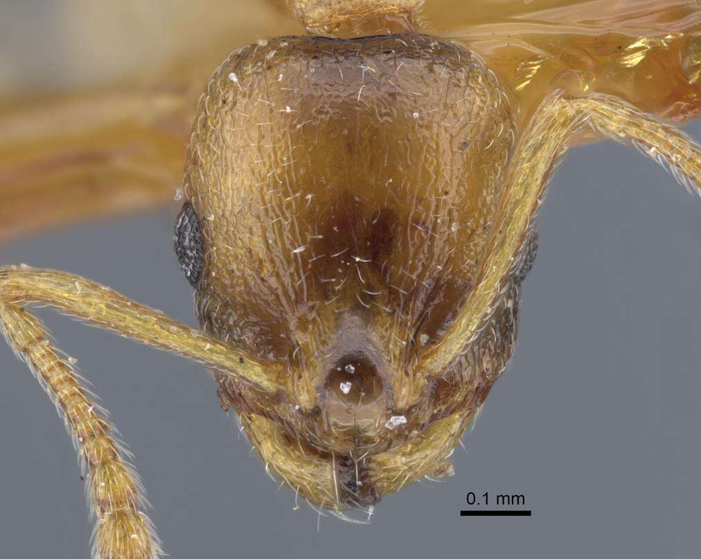 Image of <i>Temnothorax oxianus</i>
