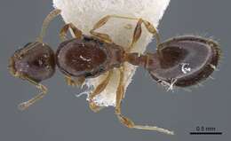 Image de Temnothorax shelkovnikovi