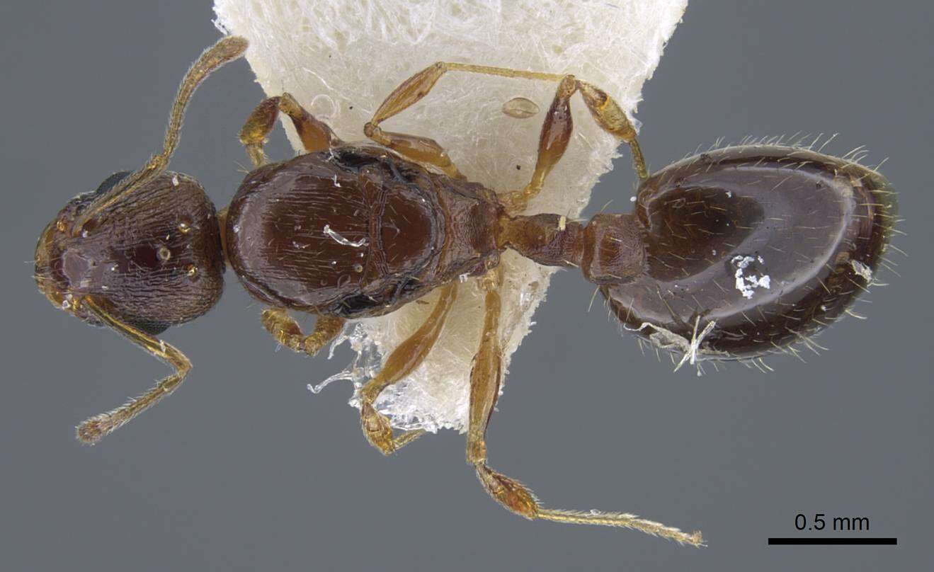 Image de Temnothorax shelkovnikovi