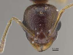 Image de Temnothorax shelkovnikovi