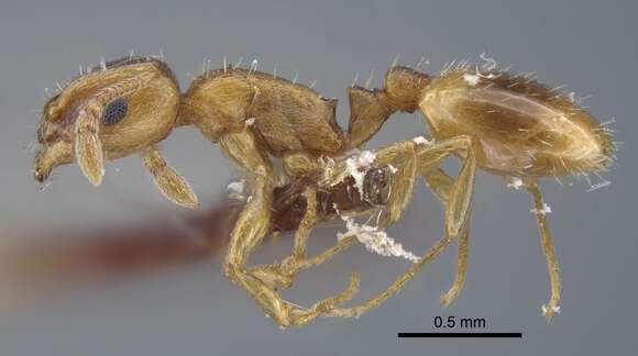 Image of Temnothorax kirghizicus