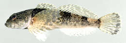 Image of Black sculpin