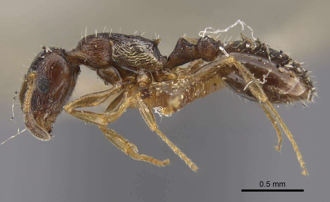 Image de Temnothorax arpini