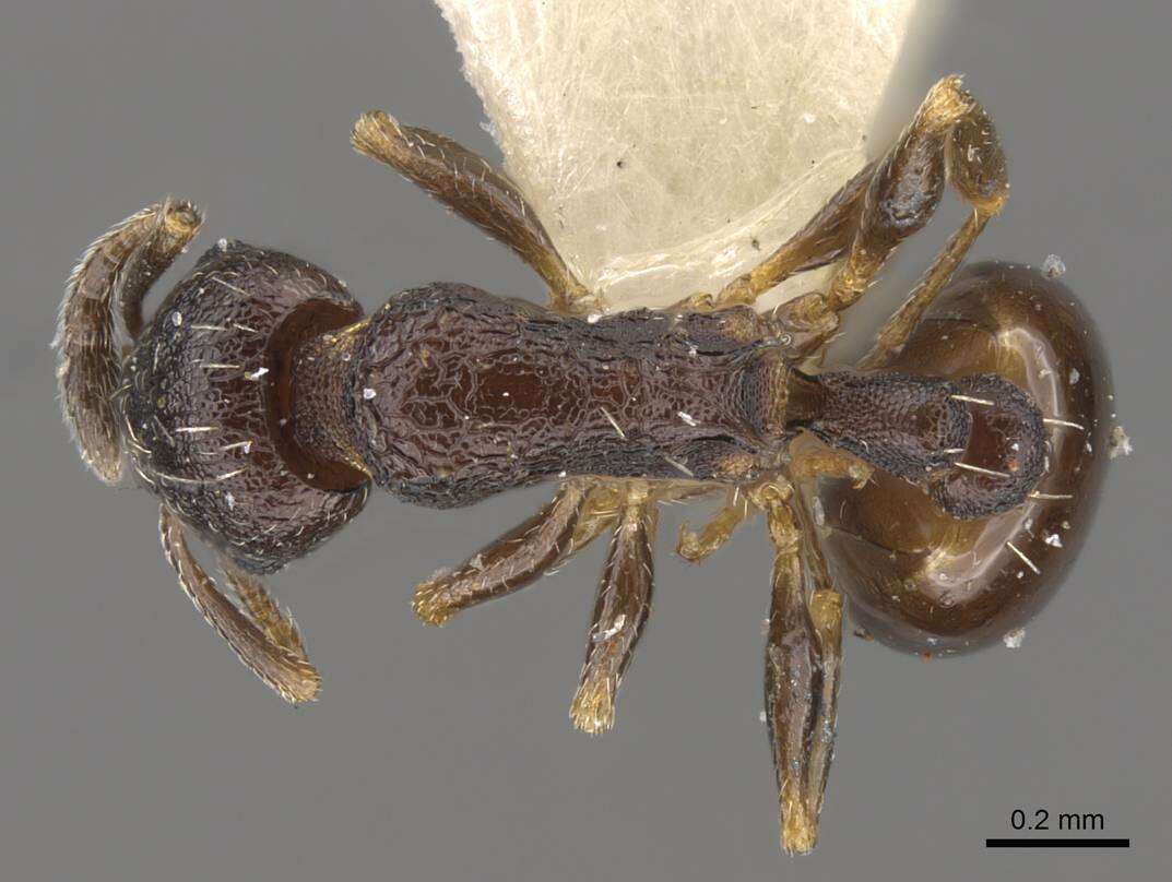 Image of Temnothorax tesquorum