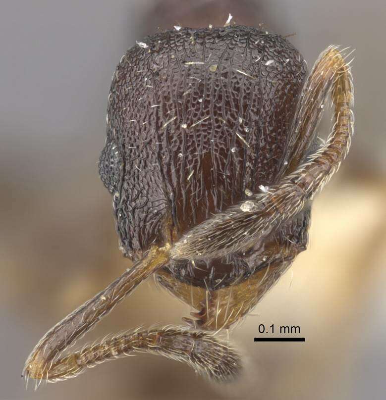 Image de Temnothorax tesquorum