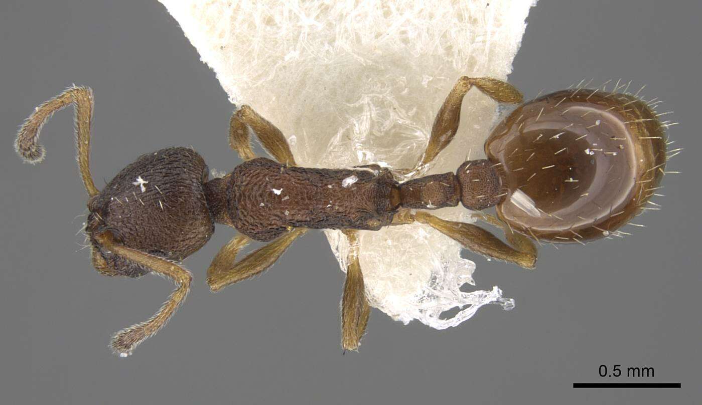 Image de Temnothorax kurilensis