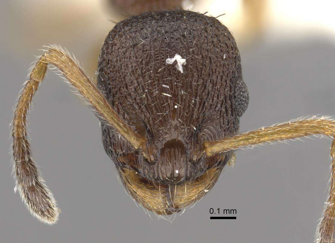 Image de Temnothorax kurilensis