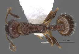 Image de Temnothorax anodontoides