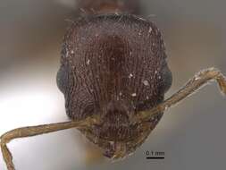 Image de Temnothorax anodontoides