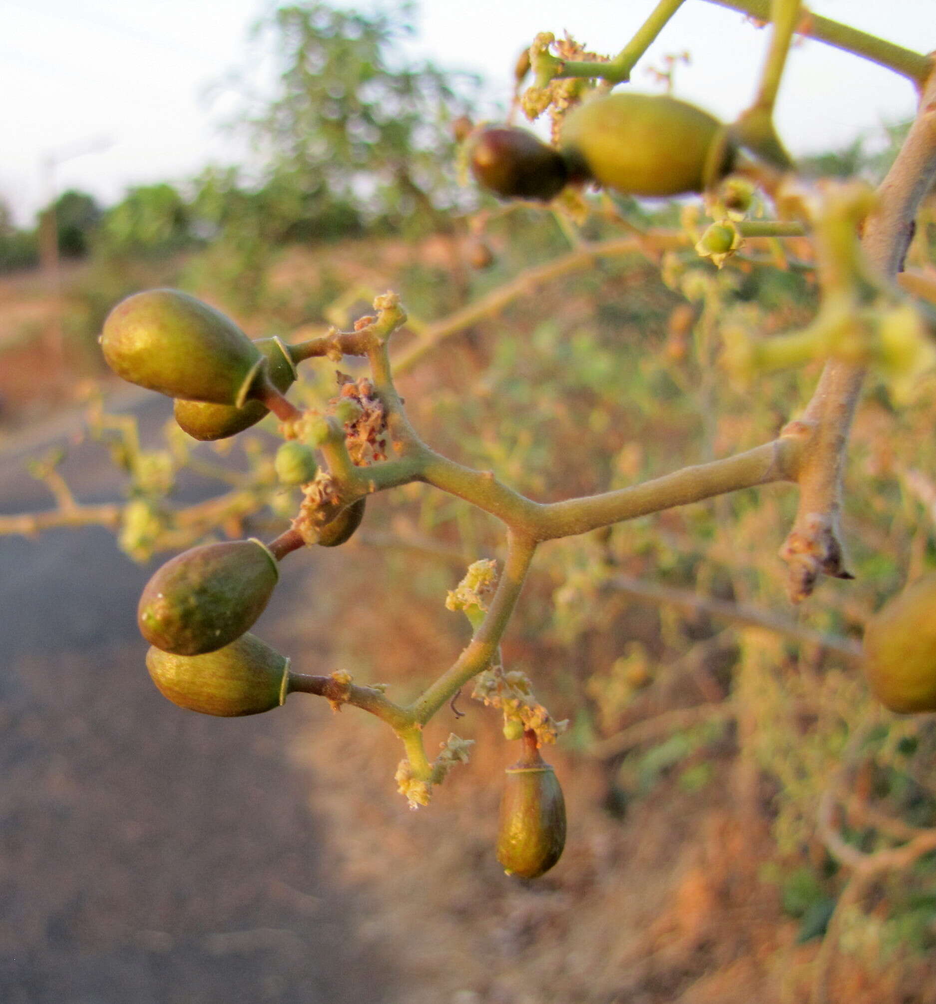 Image of Ziziphus rugosa Lam.