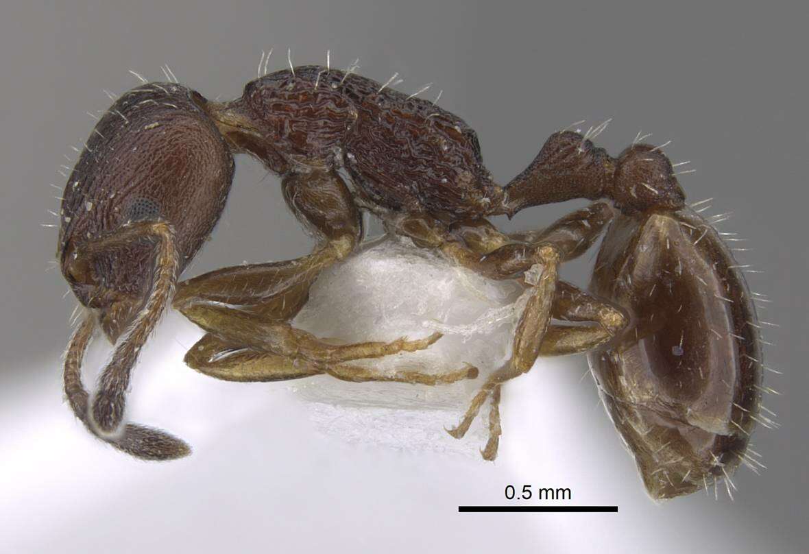 Image of Temnothorax anodontoides