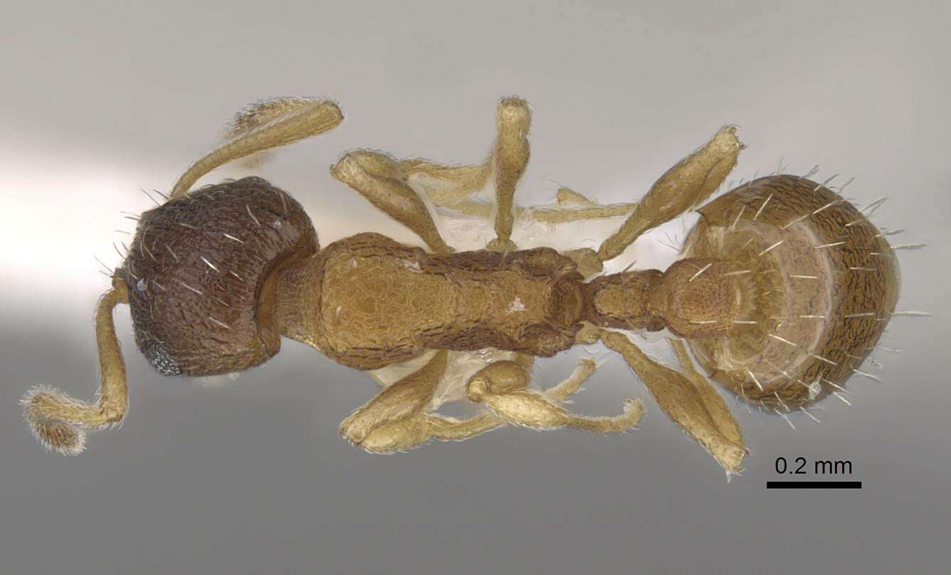 Image de <i>Temnothorax michali</i>