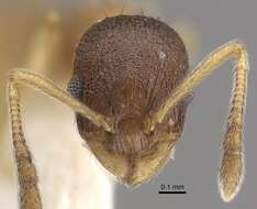 Image de <i>Temnothorax michali</i>