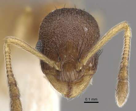 Image de <i>Temnothorax michali</i>