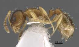 Image de <i>Temnothorax michali</i>