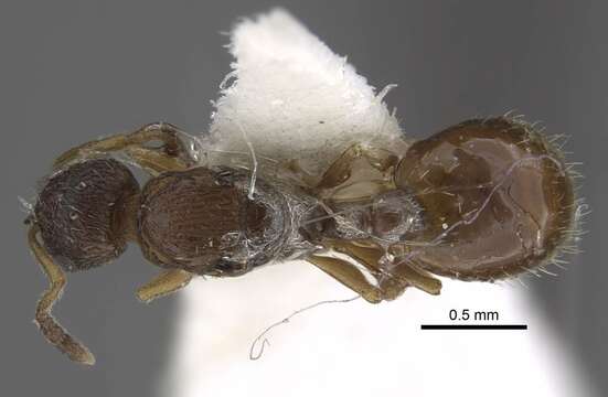 Image de <i>Temnothorax michali</i>