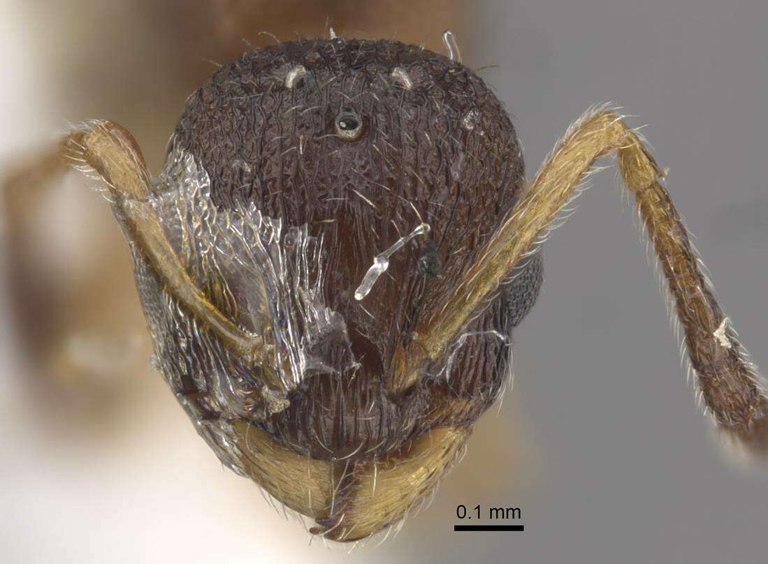 Image de <i>Temnothorax michali</i>