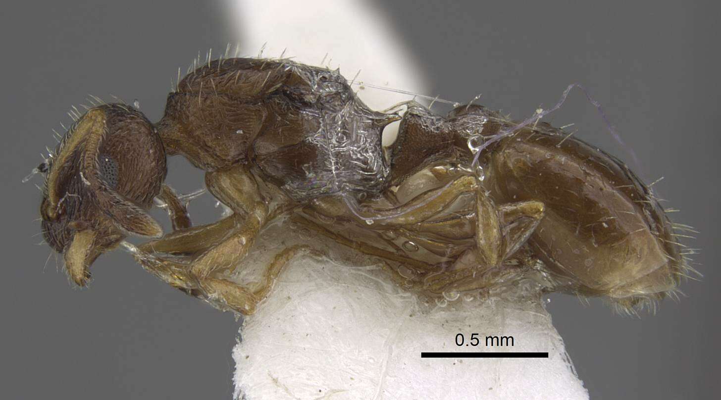 Image de <i>Temnothorax michali</i>