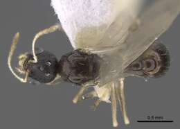 Image de <i>Temnothorax michali</i>