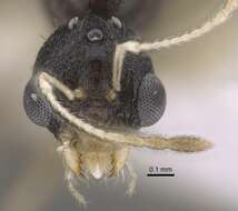 Image de <i>Temnothorax michali</i>