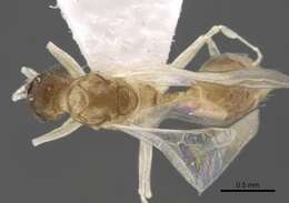 Image of Formicoidea