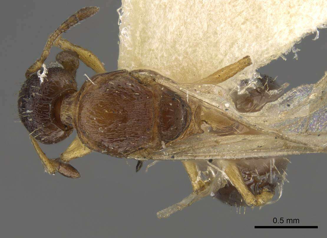 Image of <i>Temnothorax mongolicus</i>