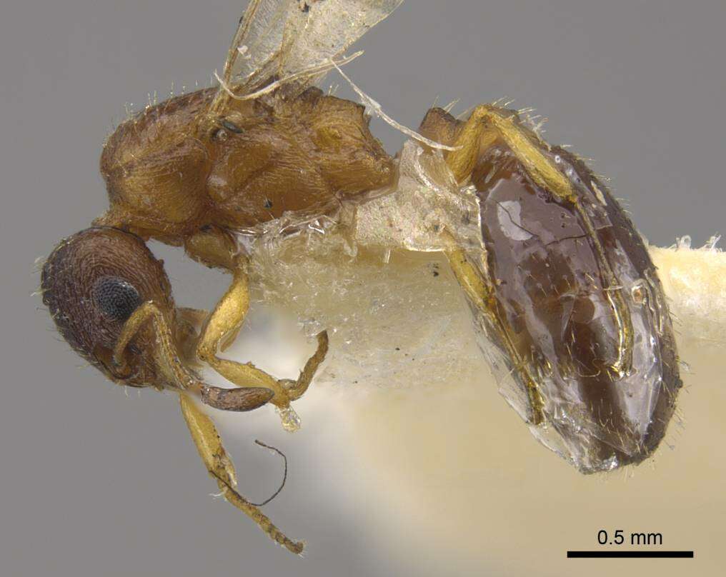 Image of <i>Temnothorax mongolicus</i>